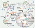 /album/microbiologia-e-inmunologia/esquema-virus-jpg/
